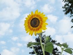 blooming sunflower on a rural field