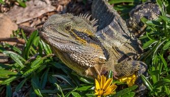 lizard reptile in the wildlife