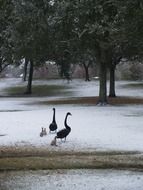geese with ducklings on the snow