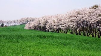 cherry blossom in april landscape