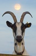 goat with sharp horns on the background of the full moon