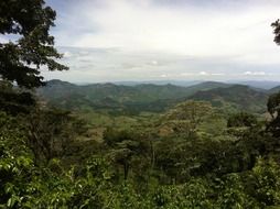 coffee plantation in Nicaragua