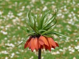 imperial crown on nature background