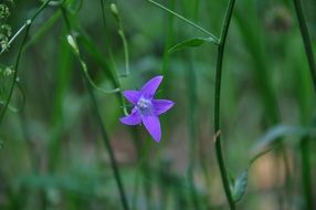 blue star is a forest flower