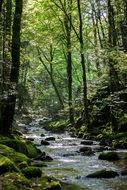 cold river in the forest in the reserve