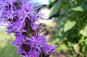 honey bee on a flowering violet bud
