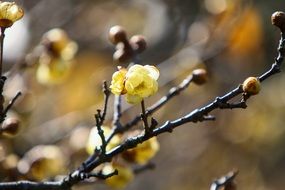 macro view of blooming yellow plum tree flowers