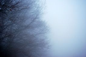 forest in dense fog