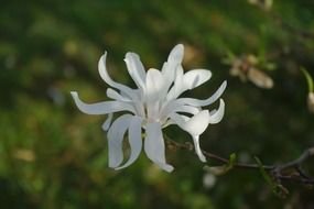 Close-up of the beautiful white star magnolie flower among the grass