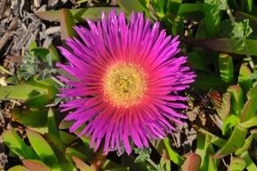 rare wild purple flower