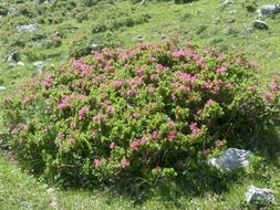 flowering alpine plant