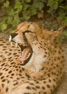 Cheetah in National Park in Kenya, Africa