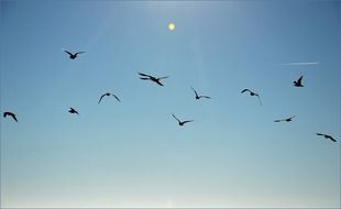 Birds in flock in flight