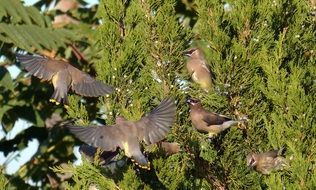 many birds on the tree