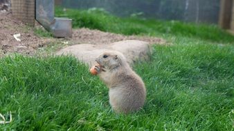 prairie dog is eating carrot