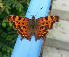 butterfly on a blue wooden plank