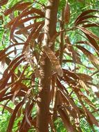 seeds pods