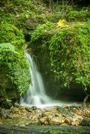 gurgling waterfall among green vegetation