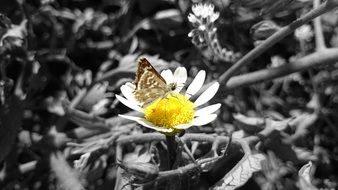 brown butterfly on chamomile