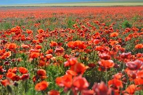 endless field of red poppies