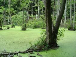 trees in the green marsh