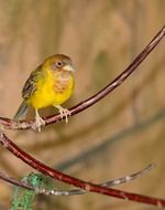 yellow finch on a branch