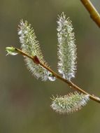 Pussy willows on tree