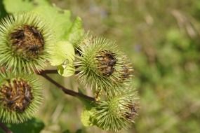 Close-up of the thistle plant with green flowers