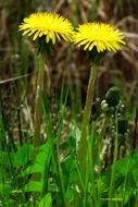 Dandelion blossom in nature