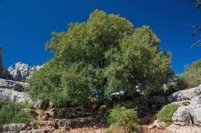 green trees and rocks in the countryside in Andalusia, Spain