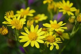 yellow daisy flowers macro view