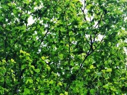 green leaves on bush summer scenery