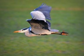 flying of the heron