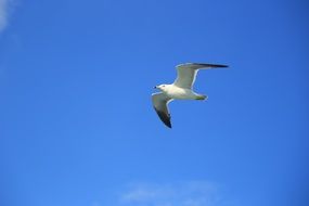 white seagull in the sky over the sea