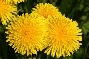 dandelion flower meadow plant