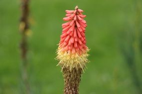 Yellow-pink flower on a green background