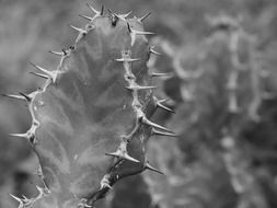 thorns cactus black and white plant