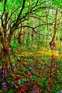 swamp amidst green vegetation