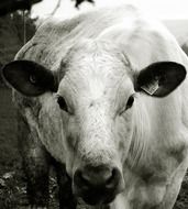 agricultural heifer cow