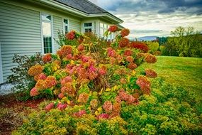 lush pink bush near the house