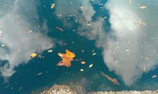 maple leaf in the pond