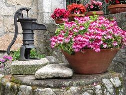 potted flowers at vintage hand pump fountain