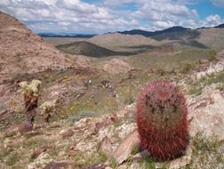 cactus with red needle in Arizona