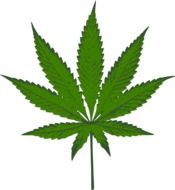 cannabis sativa weed vector drawing
