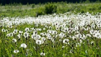 dandelions field in summertime