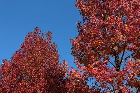 maples with bright red foliage on a sunny day