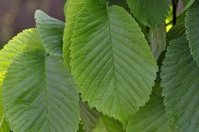 elm leaves green
