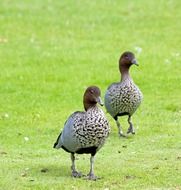 Picture of the geese