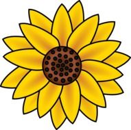 drawn sunflower blossom