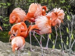 Pink exotic flamingos